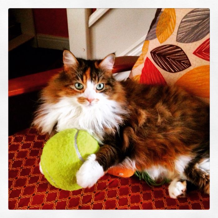 213 Of The Fluffiest Cats In The World 213 Of The Fluffiest Cats In The World