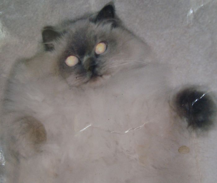 213 Of The Fluffiest Cats In The World 213 Of The Fluffiest Cats In The World
