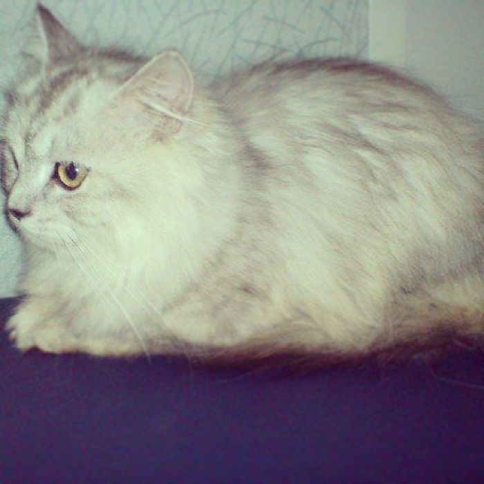 213 Of The Fluffiest Cats In The World 213 Of The Fluffiest Cats In The World