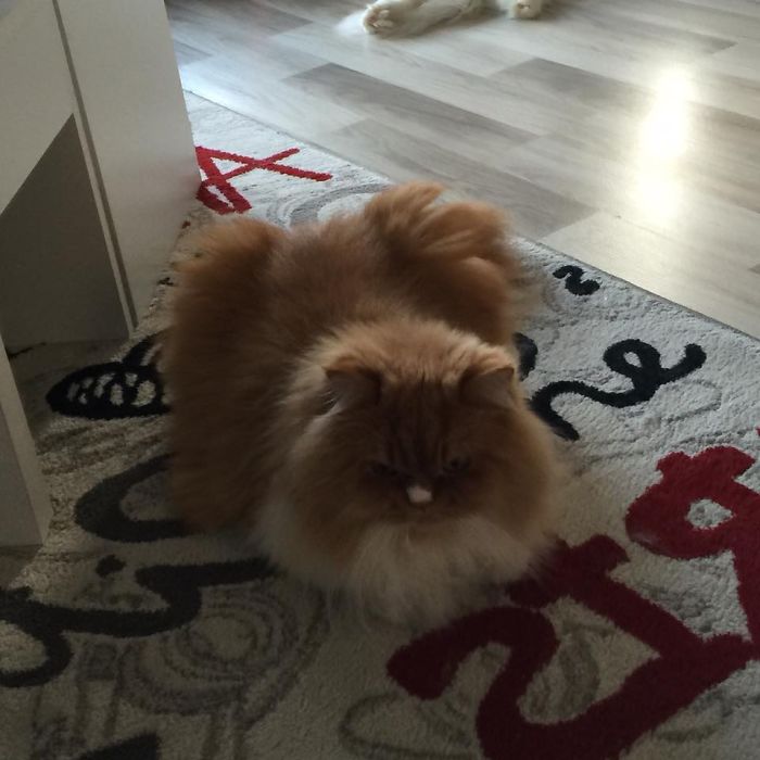 213 Of The Fluffiest Cats In The World 213 Of The Fluffiest Cats In The World