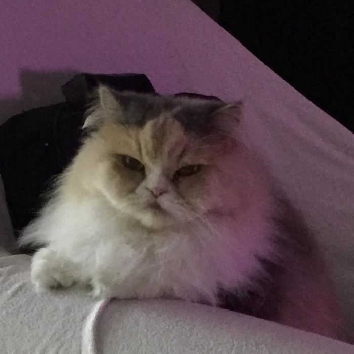 213 Of The Fluffiest Cats In The World 213 Of The Fluffiest Cats In The World