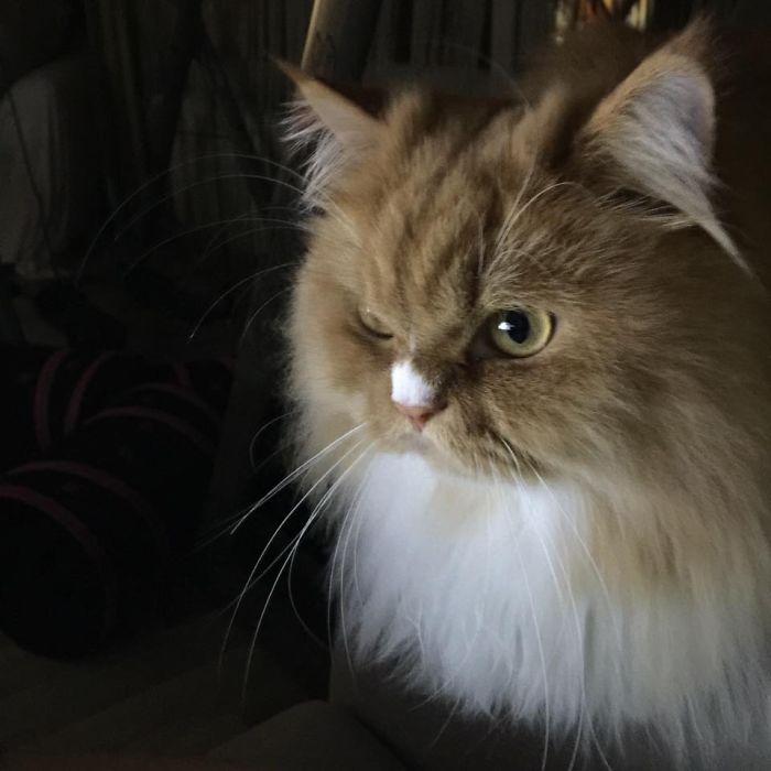 213 Of The Fluffiest Cats In The World 213 Of The Fluffiest Cats In The World