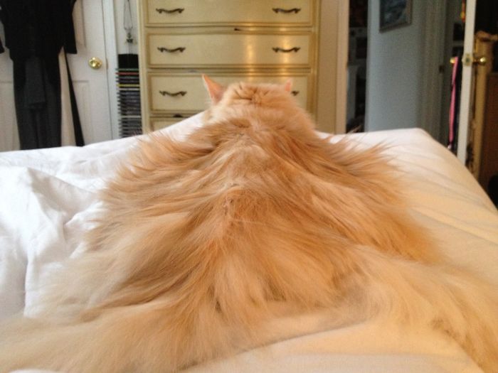 213 Of The Fluffiest Cats In The World 213 Of The Fluffiest Cats In The World