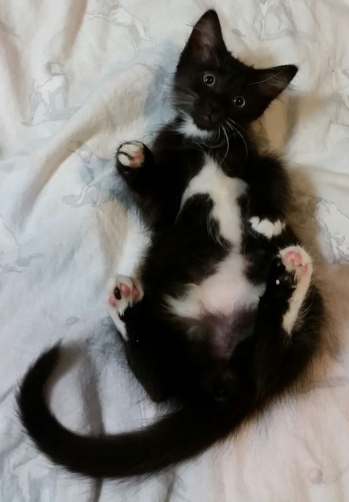 213 Of The Fluffiest Cats In The World 213 Of The Fluffiest Cats In The World