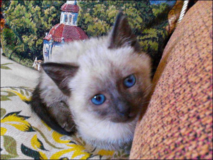 213 Of The Fluffiest Cats In The World 213 Of The Fluffiest Cats In The World