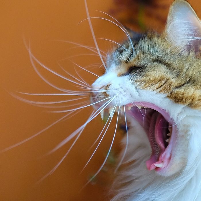 213 Of The Fluffiest Cats In The World 213 Of The Fluffiest Cats In The World