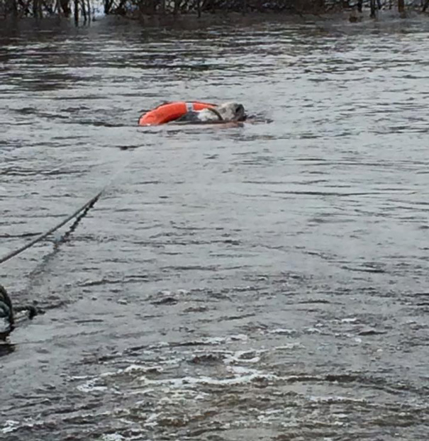 Donkey Smiles From Ear To Ear After Being Rescued From Flood In Ireland Donkey Smiles From Ear To Ear After Being Rescued From Flood In Ireland