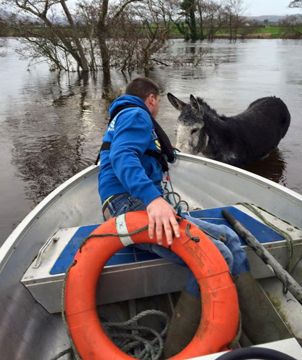 Donkey Smiles From Ear To Ear After Being Rescued From Flood In Ireland Donkey Smiles From Ear To Ear After Being Rescued From Flood In Ireland