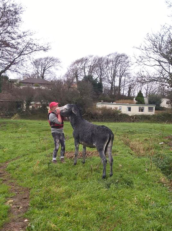 Donkey Smiles From Ear To Ear After Being Rescued From Flood In Ireland Donkey Smiles From Ear To Ear After Being Rescued From Flood In Ireland