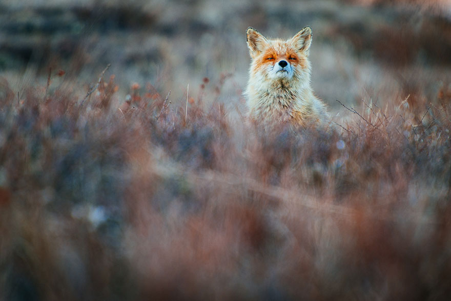 Russian Miner Spends His Breaks Photographing Foxes In The Arctic Circle (Part 2) Russian Miner Spends His Breaks Photographing Foxes In The Arctic Circle (Part 2)
