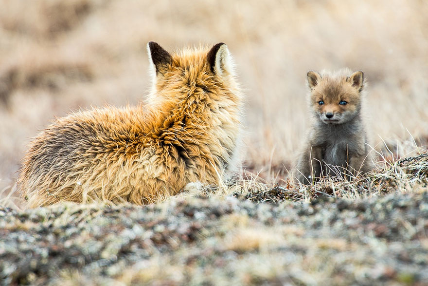 Russian Miner Spends His Breaks Photographing Foxes In The Arctic Circle (Part 2) Russian Miner Spends His Breaks Photographing Foxes In The Arctic Circle (Part 2)