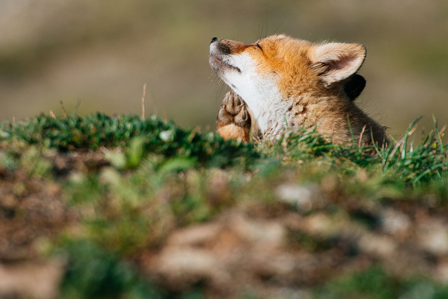Russian Miner Spends His Breaks Photographing Foxes In The Arctic Circle (Part 2) Russian Miner Spends His Breaks Photographing Foxes In The Arctic Circle (Part 2)