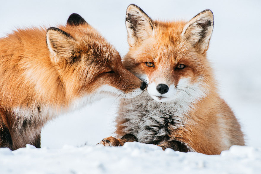 Russian Miner Spends His Breaks Photographing Foxes In The Arctic Circle (Part 2) Russian Miner Spends His Breaks Photographing Foxes In The Arctic Circle (Part 2)