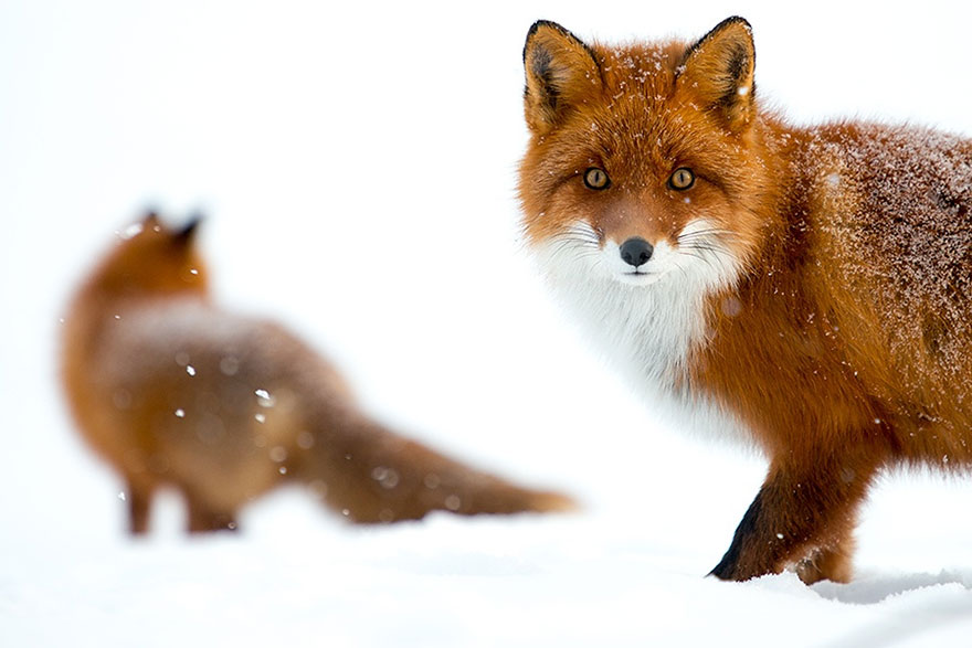 Russian Miner Spends His Breaks Photographing Foxes In The Arctic Circle (Part 2) Russian Miner Spends His Breaks Photographing Foxes In The Arctic Circle (Part 2)