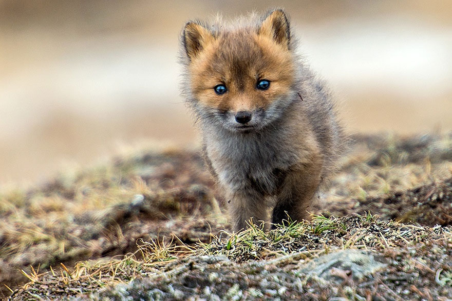 Russian Miner Spends His Breaks Photographing Foxes In The Arctic Circle (Part 2) Russian Miner Spends His Breaks Photographing Foxes In The Arctic Circle (Part 2)