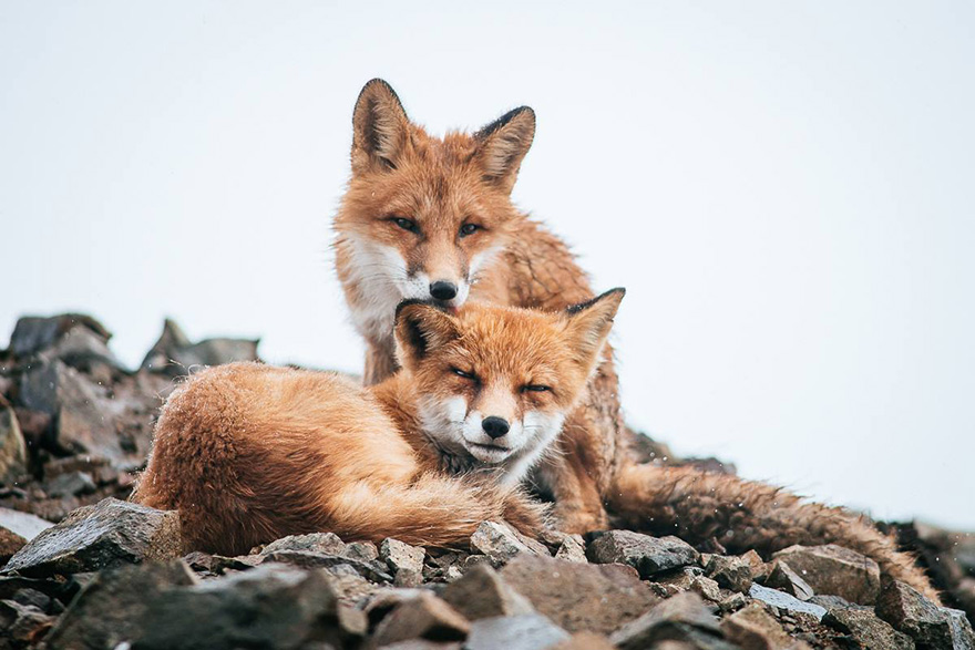 Russian Miner Spends His Breaks Photographing Foxes In The Arctic Circle (Part 2) Russian Miner Spends His Breaks Photographing Foxes In The Arctic Circle (Part 2)