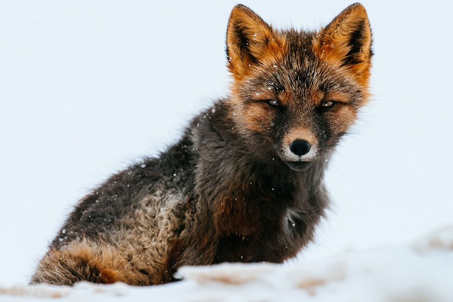Russian Miner Spends His Breaks Photographing Foxes In The Arctic Circle (Part 2) Russian Miner Spends His Breaks Photographing Foxes In The Arctic Circle (Part 2)