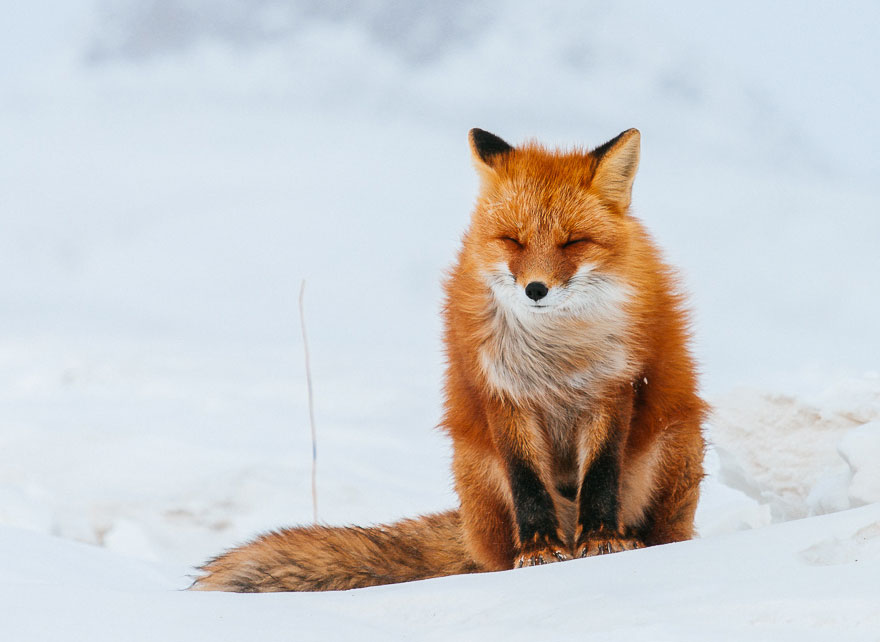 Russian Miner Spends His Breaks Photographing Foxes In The Arctic Circle (Part 2)