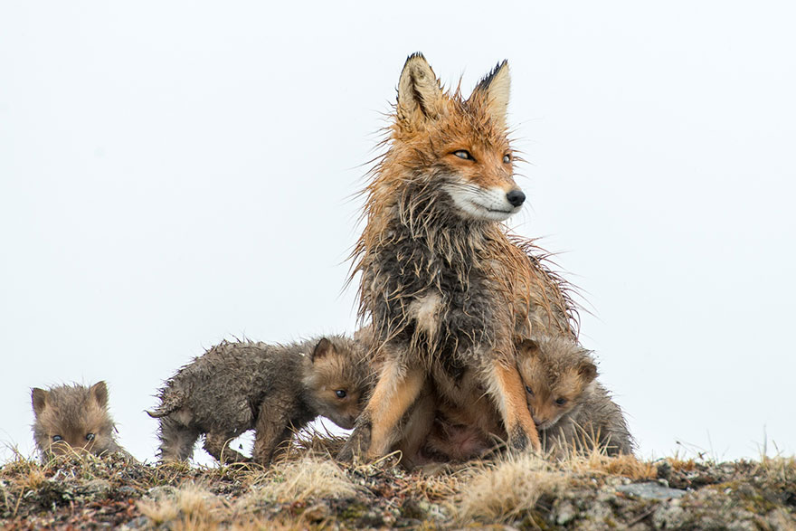 Russian Miner Spends His Breaks Photographing Foxes In The Arctic Circle (Part 2) Russian Miner Spends His Breaks Photographing Foxes In The Arctic Circle (Part 2)