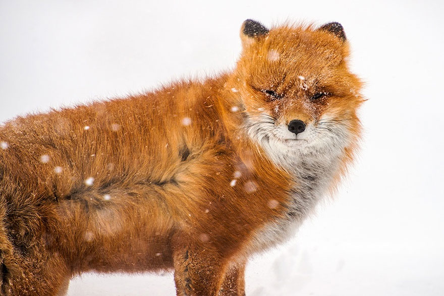 Russian Miner Spends His Breaks Photographing Foxes In The Arctic Circle (Part 2) Russian Miner Spends His Breaks Photographing Foxes In The Arctic Circle (Part 2)