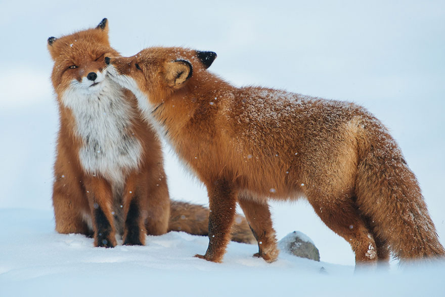 Russian Miner Spends His Breaks Photographing Foxes In The Arctic Circle (Part 2) Russian Miner Spends His Breaks Photographing Foxes In The Arctic Circle (Part 2)