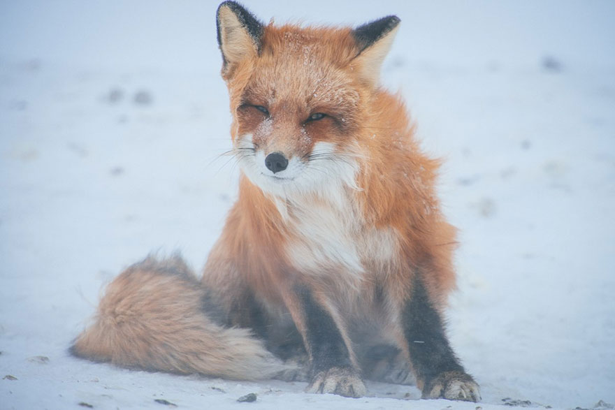 Russian Miner Spends His Breaks Photographing Foxes In The Arctic Circle (Part 2) Russian Miner Spends His Breaks Photographing Foxes In The Arctic Circle (Part 2)
