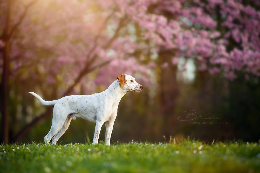 12 Reasons Why You Should Adopt A Dog 12 Reasons Why You Should Adopt A Dog