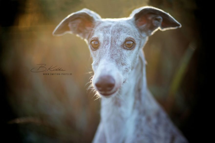 12 Reasons Why You Should Adopt A Dog 12 Reasons Why You Should Adopt A Dog