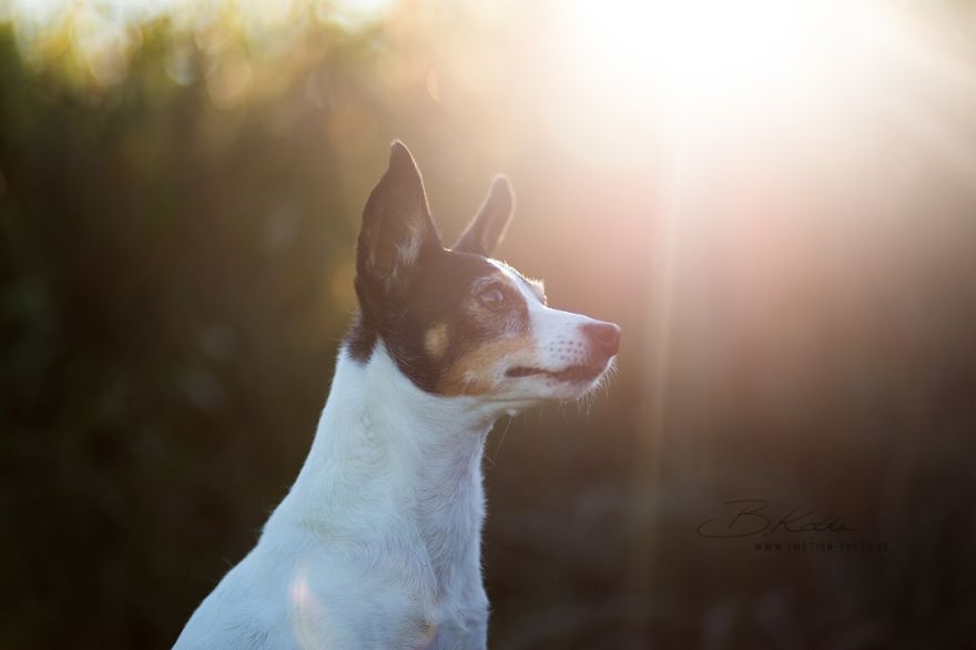 12 Reasons Why You Should Adopt A Dog 12 Reasons Why You Should Adopt A Dog