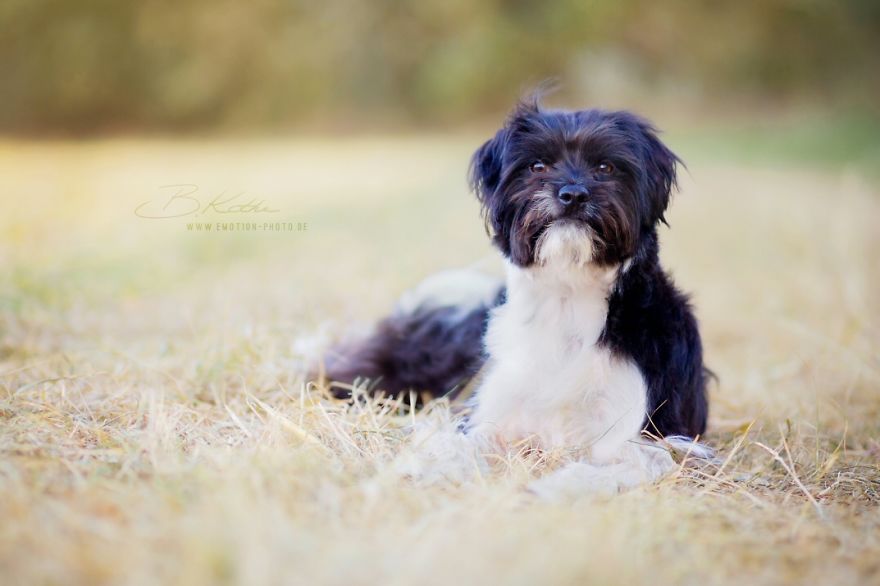 12 Reasons Why You Should Adopt A Dog 12 Reasons Why You Should Adopt A Dog