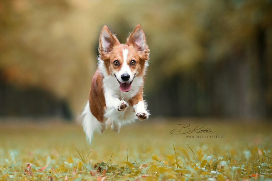 12 Reasons Why You Should Adopt A Dog 12 Reasons Why You Should Adopt A Dog