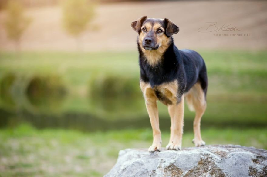 12 Reasons Why You Should Adopt A Dog 12 Reasons Why You Should Adopt A Dog