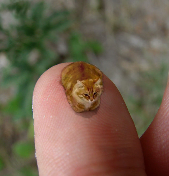 Challenge: Doodle This Cat Photo To Give Him New Adventures (261 Pics) Challenge: Doodle This Cat Photo To Give Him New Adventures (261 Pics)