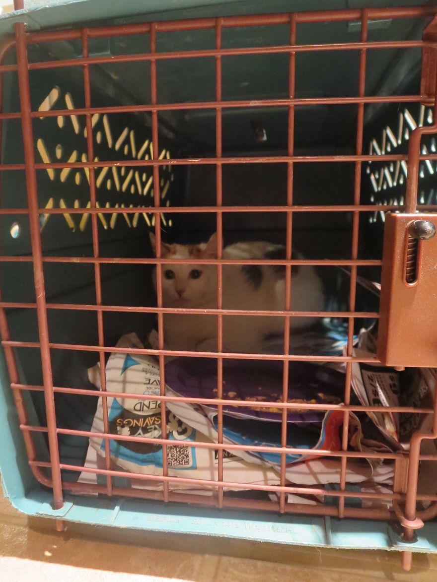 I Found Two Feral Kittens And Helped Them Start New Lives