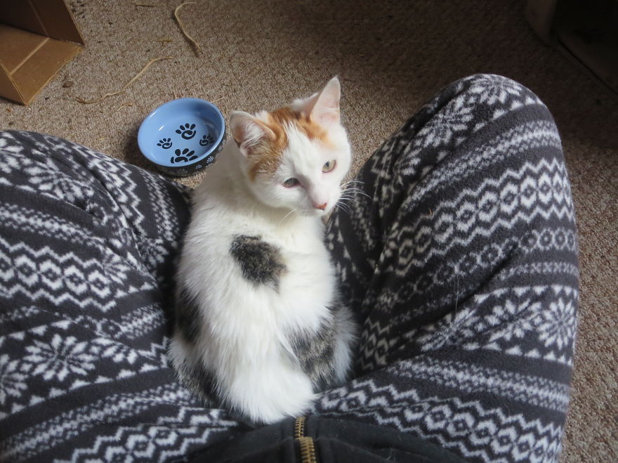 I Found Two Feral Kittens And Helped Them Start New Lives