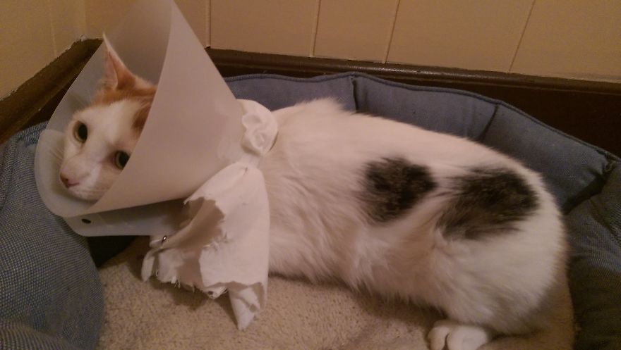 I Found Two Feral Kittens And Helped Them Start New Lives