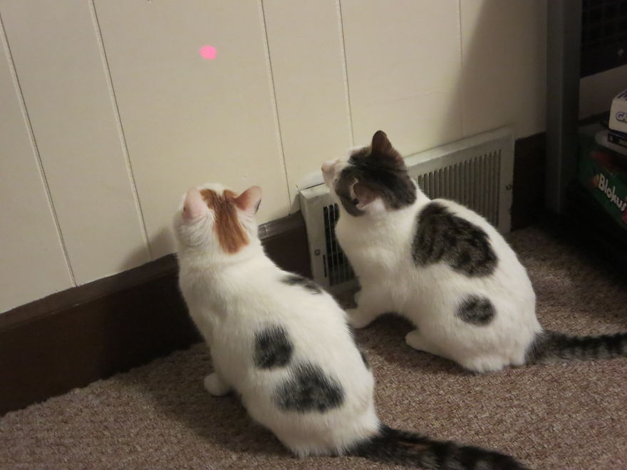 I Found Two Feral Kittens And Helped Them Start New Lives