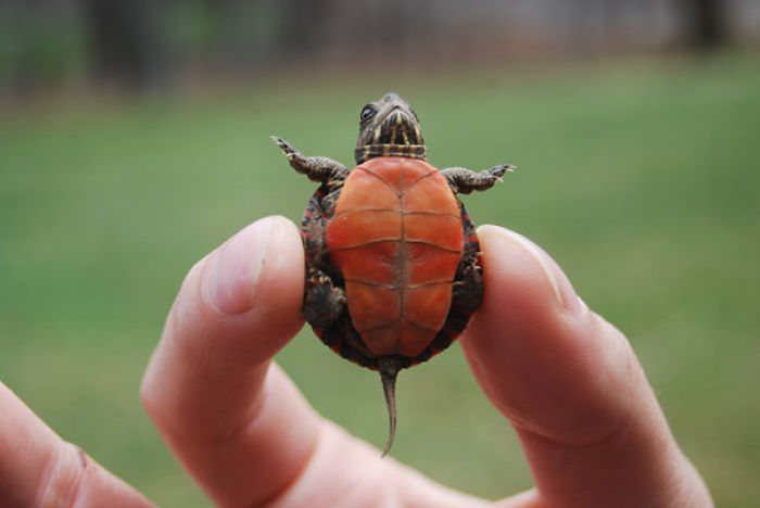 Let’s Celebrate Ninja Day By Posting Pics Of Turtles And Tortoises (61 Pics) Let’s Celebrate Ninja Day By Posting Pics Of Turtles And Tortoises (61 Pics)