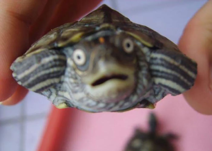 Let’s Celebrate Ninja Day By Posting Pics Of Turtles And Tortoises (61 Pics) Let’s Celebrate Ninja Day By Posting Pics Of Turtles And Tortoises (61 Pics)