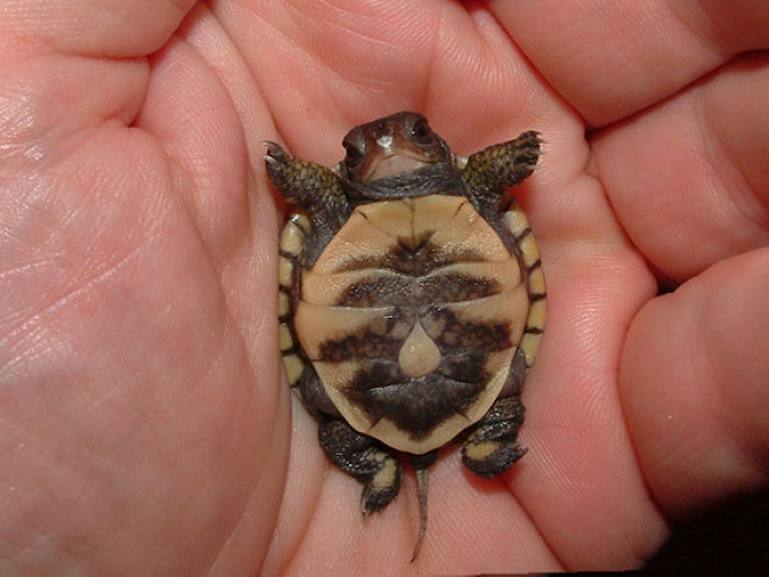 Let’s Celebrate Ninja Day By Posting Pics Of Turtles And Tortoises (61 Pics) Let’s Celebrate Ninja Day By Posting Pics Of Turtles And Tortoises (61 Pics)
