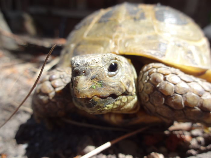 Let’s Celebrate Ninja Day By Posting Pics Of Turtles And Tortoises (61 Pics) Let’s Celebrate Ninja Day By Posting Pics Of Turtles And Tortoises (61 Pics)