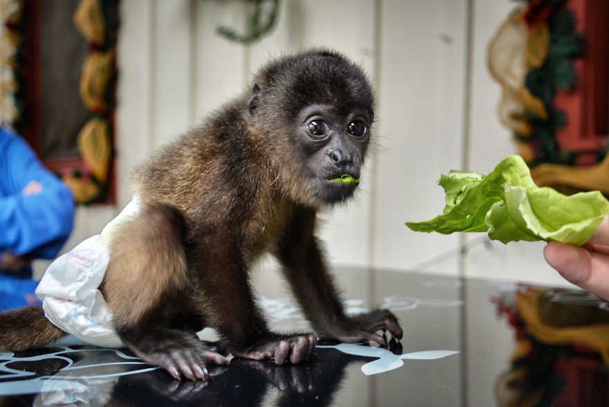This Baby Monkey Taught Me A Lesson About The Purity We Don’t See In Humans