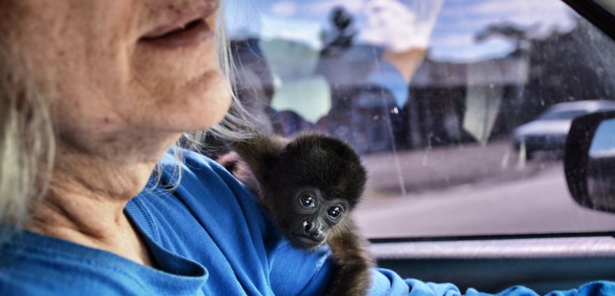This Baby Monkey Taught Me A Lesson About The Purity We Don’t See In Humans