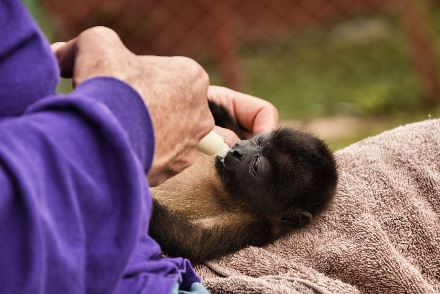 This Baby Monkey Taught Me A Lesson About The Purity We Don’t See In Humans
