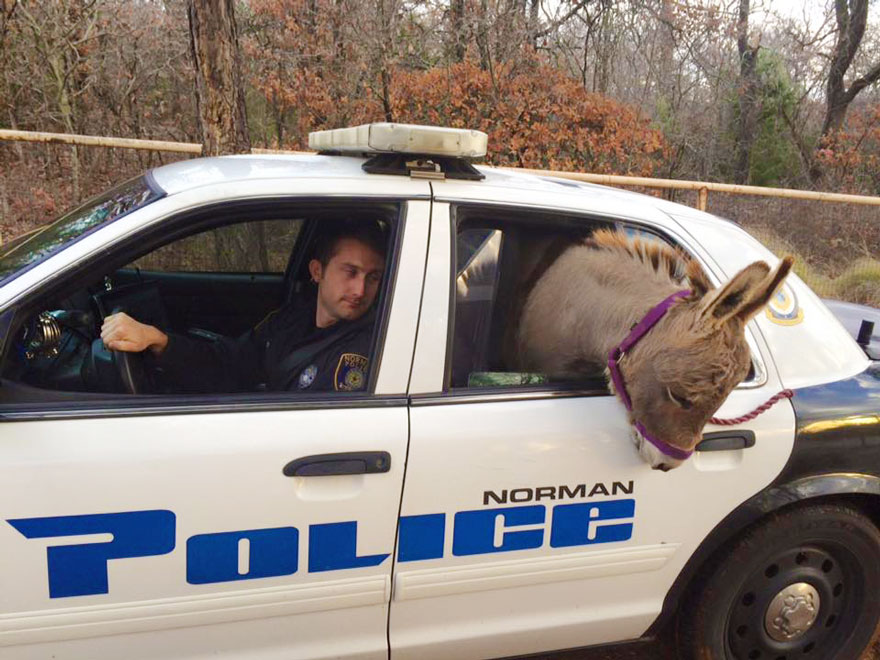 Cop Rescues Donkey From Getting Hit By Traffic, Donkey Thanks Him In A Way He Didn&#8217;t Expect