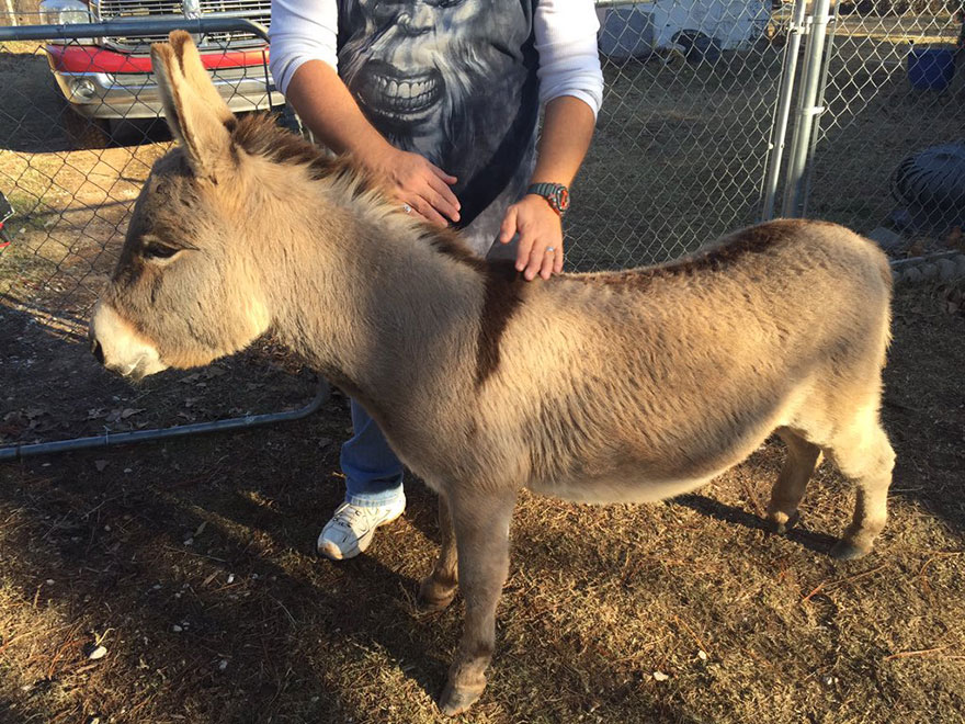 Cop Rescues Donkey From Getting Hit By Traffic, Donkey Thanks Him In A Way He Didn&#8217;t Expect