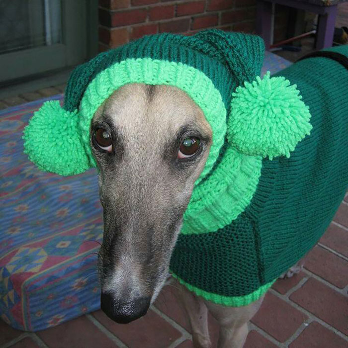 Woman Quit Her Job To Knit Sweaters For Cold Abandoned Greyhounds
