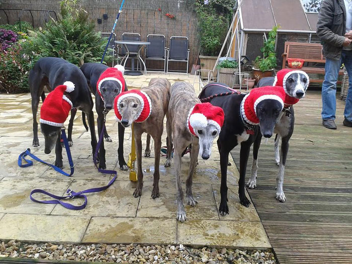 Woman Quit Her Job To Knit Sweaters For Cold Abandoned Greyhounds