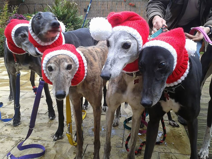 Woman Quit Her Job To Knit Sweaters For Cold Abandoned Greyhounds