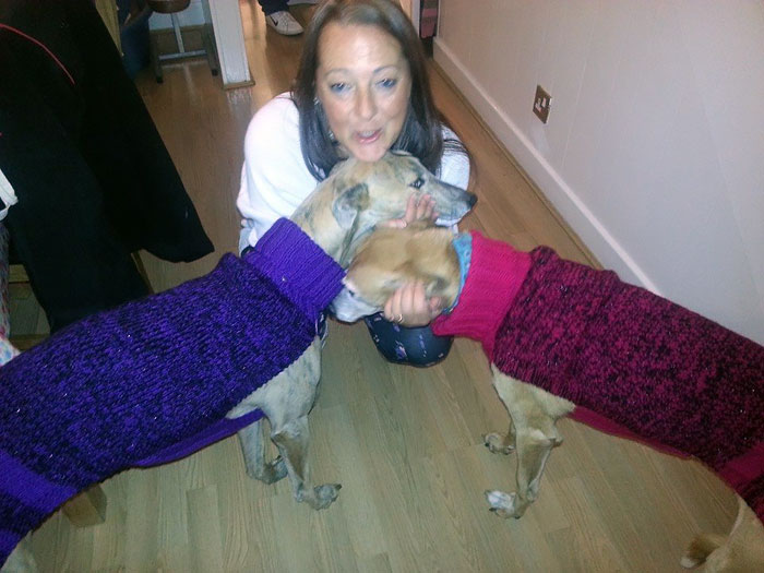 Woman Quit Her Job To Knit Sweaters For Cold Abandoned Greyhounds